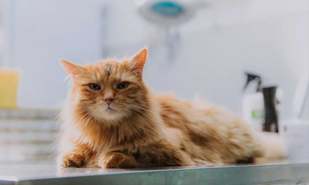 «Котострофа» (2023–…)