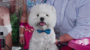 Оливия — звездный пес этого года