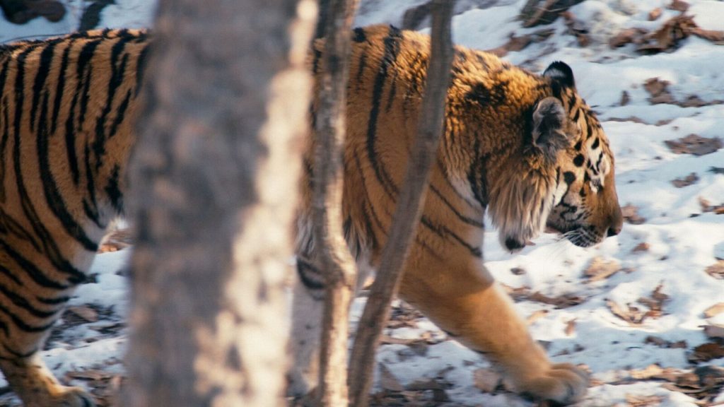 Discovery представляет проект оскароносного режиссёра Росса Кауфмана «Спасти тигра»