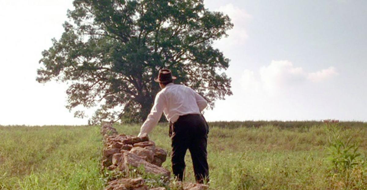 200-летнее дерево фильма «Побег из Шоушенка» разошлось на сувениры