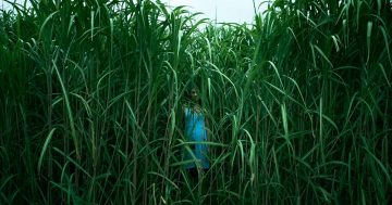 Шепоты и крики: Рецензия на фильм «В высокой траве»