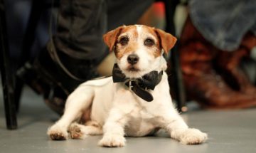 Пес Угги признан самым лучшим лауреатом «Собачьей пальмовой ветви» в Каннах