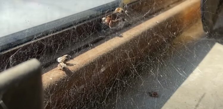Дэвид Линч выпустил 12-минутный фильм о противостоянии паука и пчелы