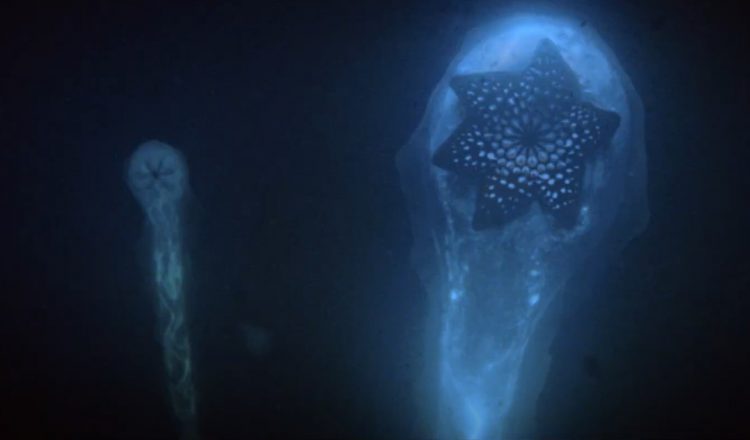 «Морские паразиты»: Как в человека попадают зубастые медузы
