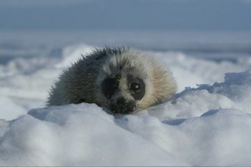 Константин Хабенский и Чулпан Хаматова озвучили документальный фильм о Байкале