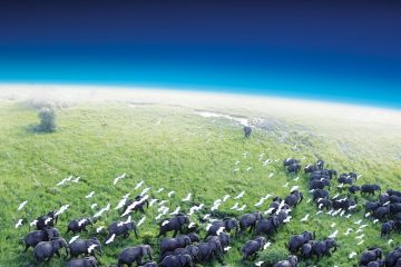 Документальные шедевры о дикой природе