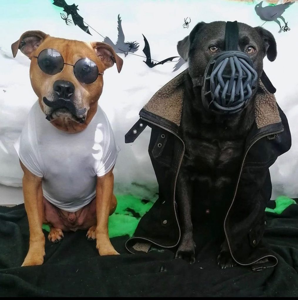 Собаки Тома Харди в костюмах для Хеллоуин