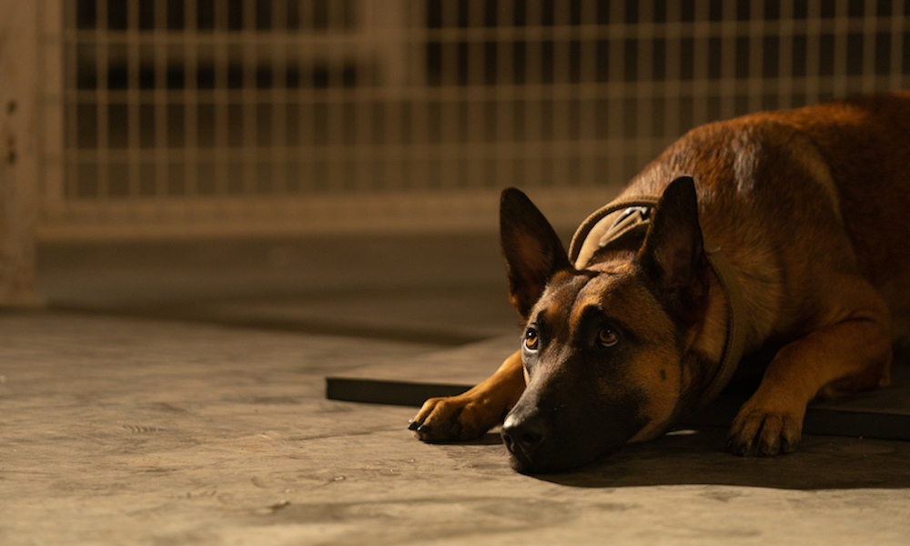 Кадр из фильма