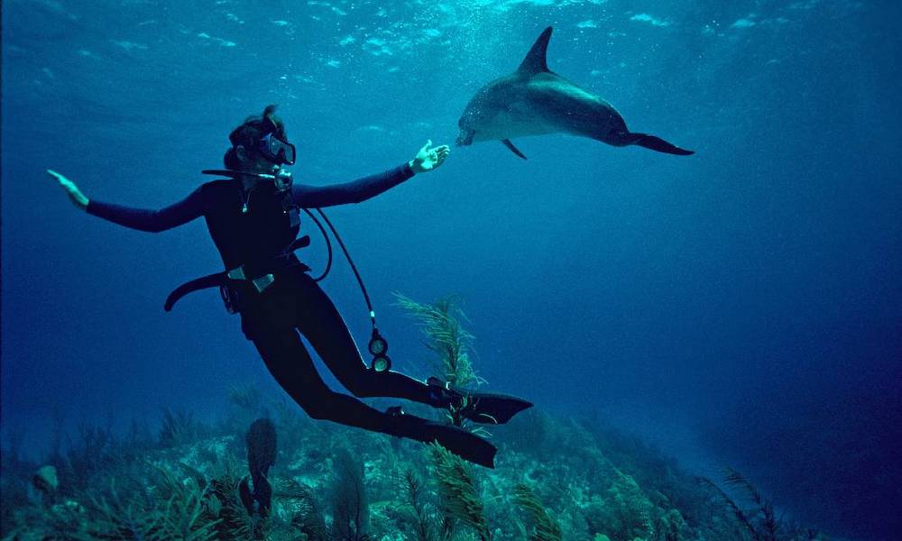 Жизнь, красота и пластик в самых впечатляющих документалках про мировой океан
