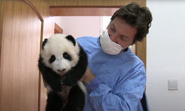 Документалки для души: Мастер суши, пчеловоды или няня панды?