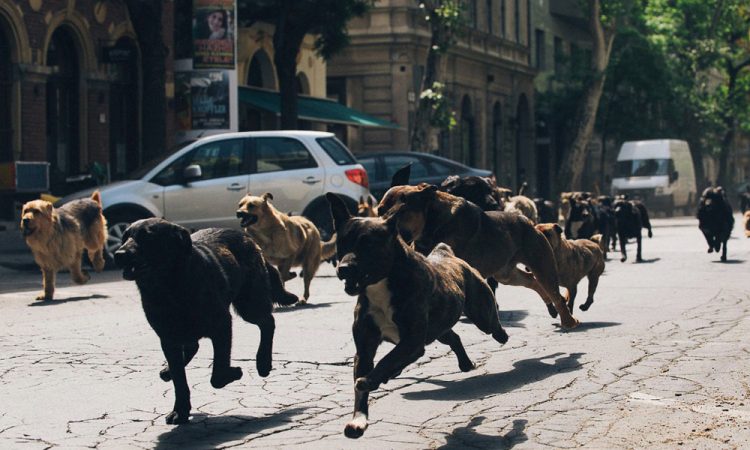 Собачье дело: Лучшие роли братьев наших меньших