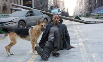 Свет, камера, апорт: Как воспитать волка-звезду