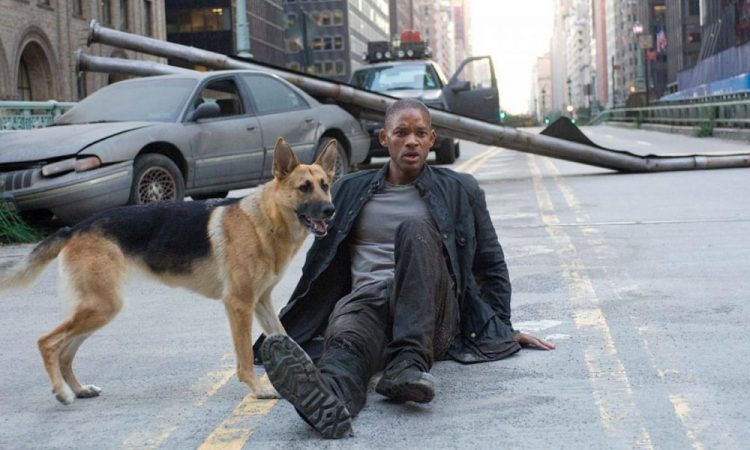 Свет, камера, апорт: Как воспитать волка-звезду