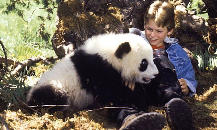 Панды на экране: Воплощение милоты или жестокие монстры?