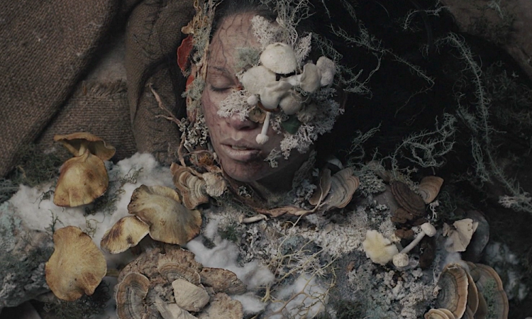 От грибов до гробов: Ужасы лесных тропинок