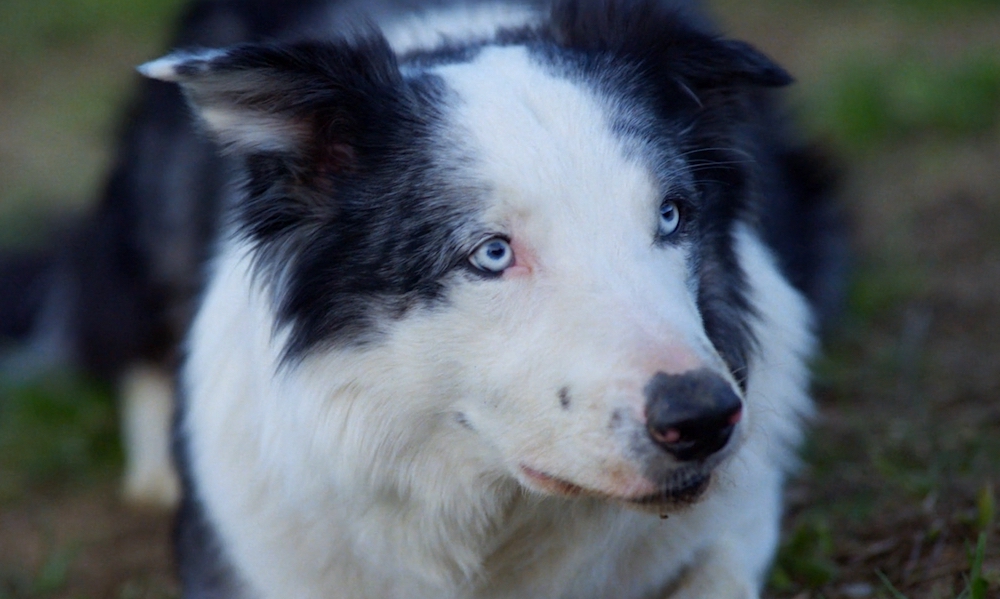 «Анатомия падения»