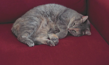 Почему «Полезные советы от Джона Уилсона» – самый необычный док современности