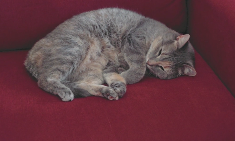 Почему «Полезные советы от Джона Уилсона» – самый необычный док современности