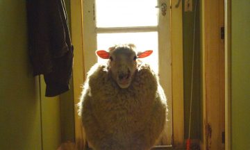 Животный ужас: Фильмы о смертельно опасных представителях фауны