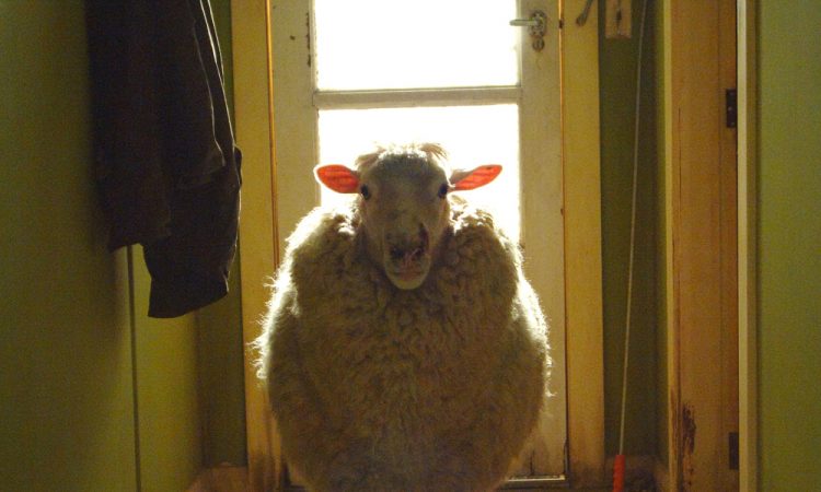 Животный ужас: Фильмы о смертельно опасных представителях фауны