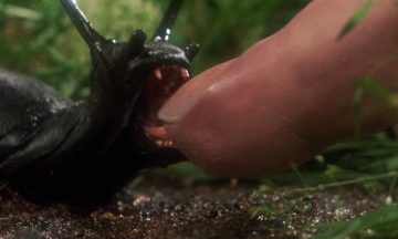 Маленькие, но смертельно опасные твари