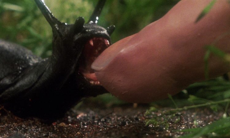 Маленькие, но смертельно опасные твари