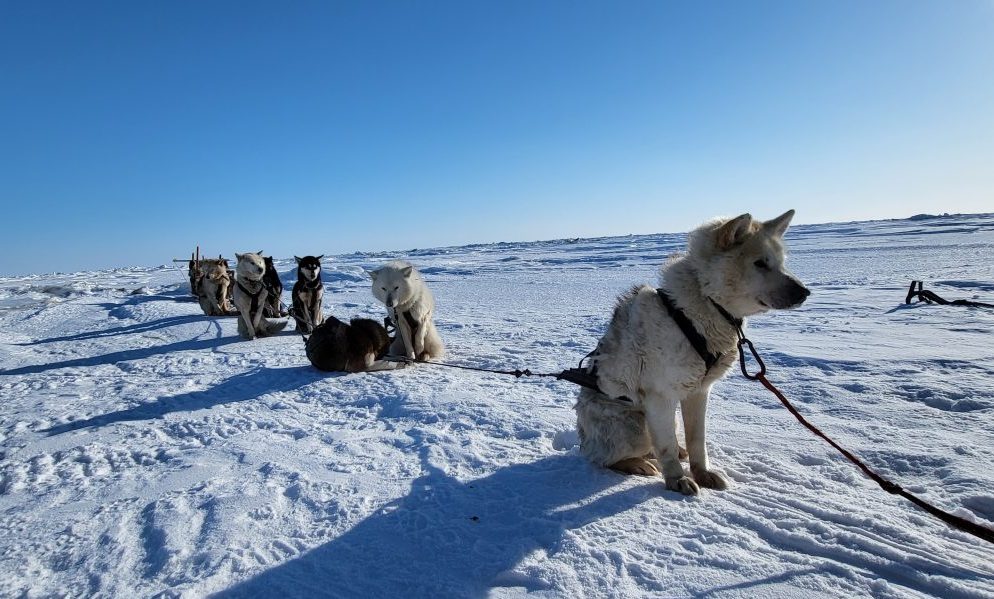 «Челюскин». Первые»