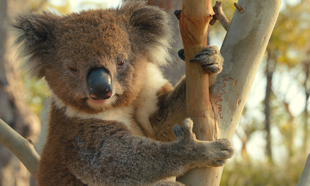«Кто угодно, кроме тебя»