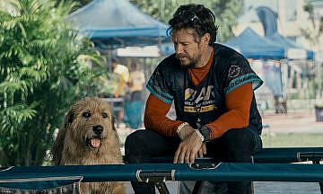 «Артур, ты король»: Собачье сердце в джунглях Доминиканы