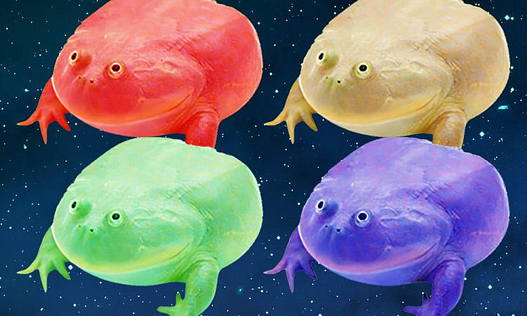 Классные жабы и лягушки для хорошего настроения