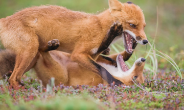 ММКФ-2024: Самые яркие внеконкурсные показы