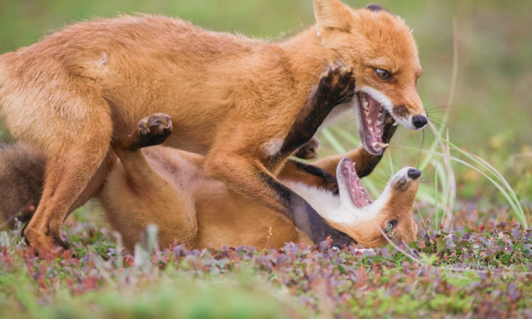 ММКФ-2024: Самые яркие внеконкурсные показы