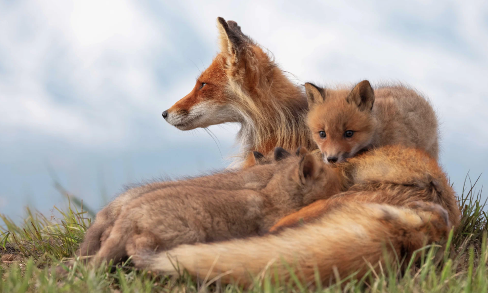 «Огненный лис» стал самым кассовым российским фильмом о дикой природе