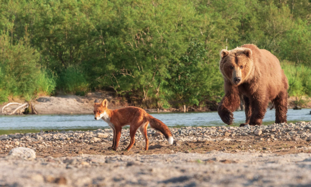 «Огненный лис»