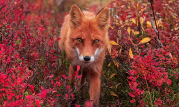 «Огненный лис»: Высокохудожественный док с просторов Камчатки