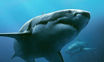 Зубастые красавцы – в Париже, в магазине и даже в стакане воды