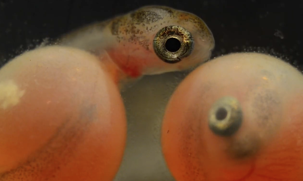 «Нерка. Рыба красная»