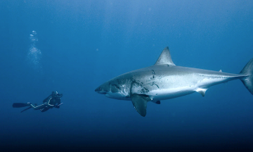 Доки о подводных мирах, от которых дух захватывает