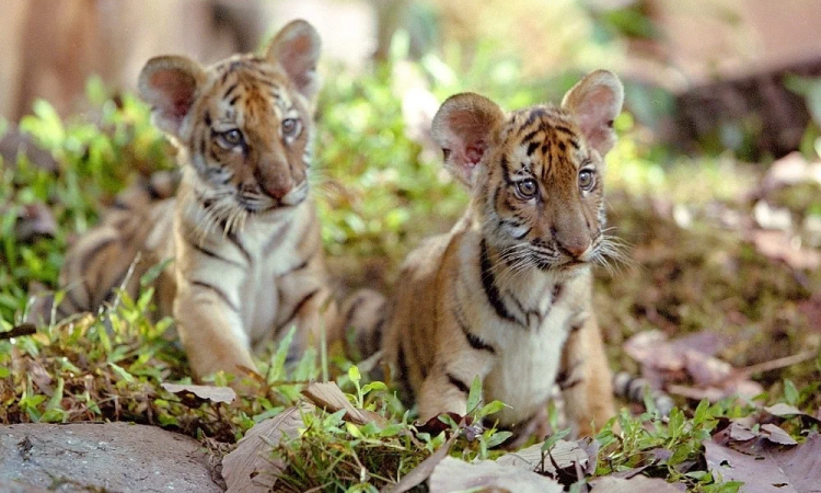 Тигры в кино: Братья, озорники и ужас джунглей