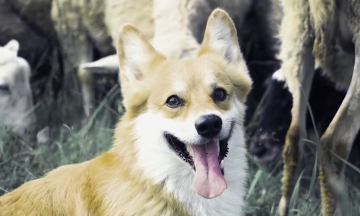 «Догументалки»: Зачем снимать и смотреть кино для собак