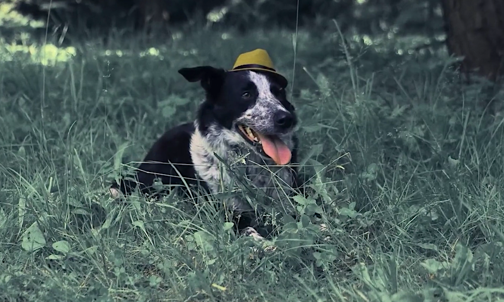 «Догументалки»