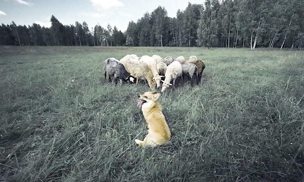 «Догументалки»