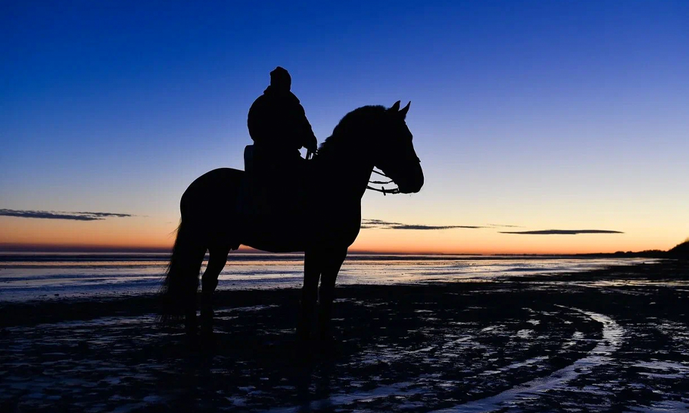 Менты и звери