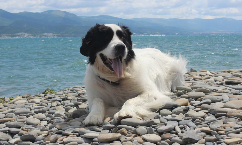 Менты и звери