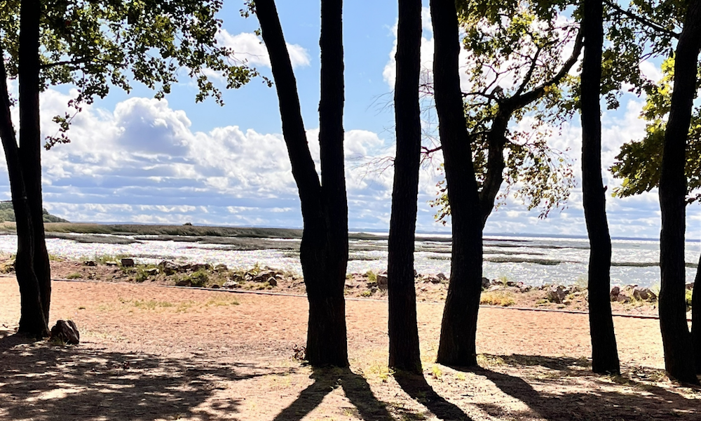 фестиваль кинолес