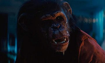 «Примат»: Камерный хоррор про кровожадного шимпанзе