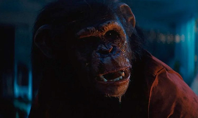 «Примат»: Камерный хоррор про кровожадного шимпанзе