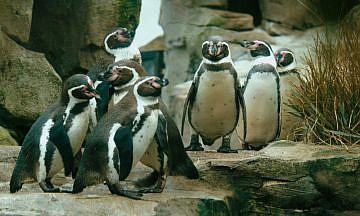 Русские пингвины: Милые, вещие, загадочные