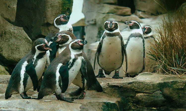 Русские пингвины: Милые, вещие, загадочные