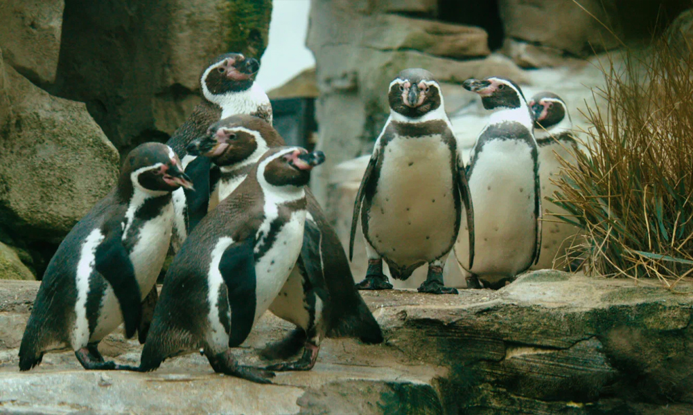 Русские пингвины: Милые, вещие, загадочные